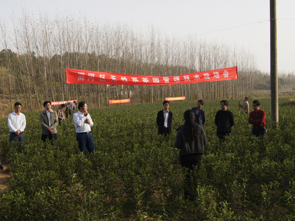 浉河区茶叶种植生产现场观摩会