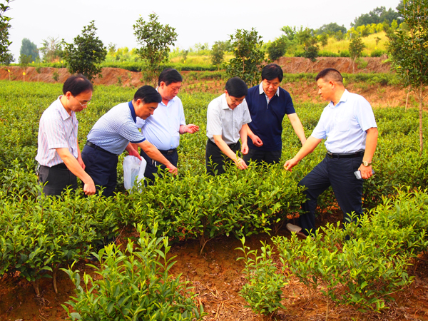 农业部专家组一行莅临广义国家级茶叶标准园检查指导