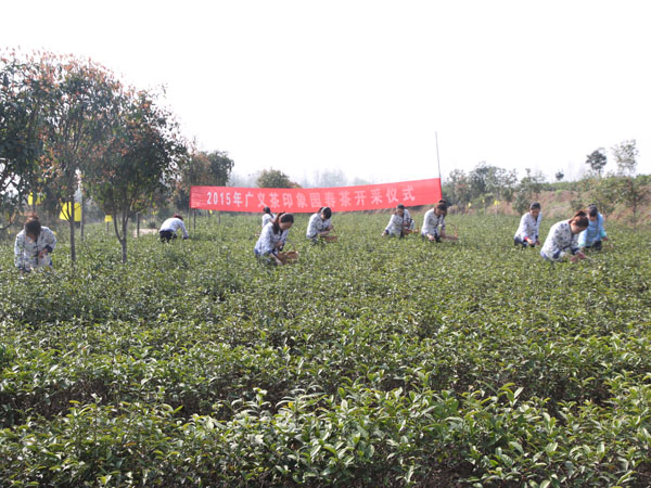 2015年广义春茶正式开采上市啦